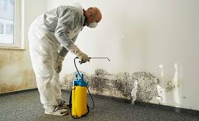 Best Mold Damage Restoration  in Lone Pine, CA